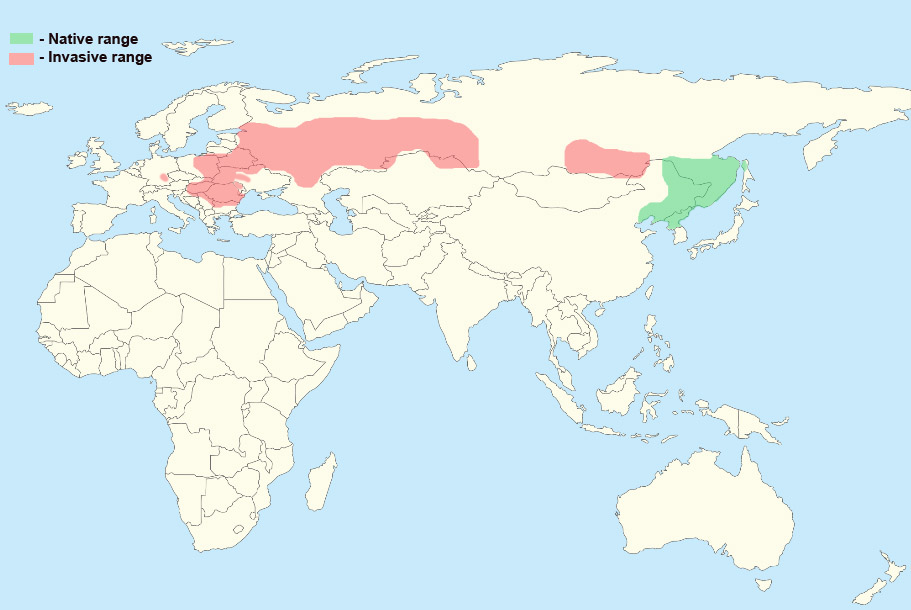 Perccottus_range_map.png