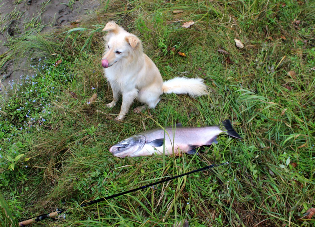 2017_MushroomCoho_01.jpg