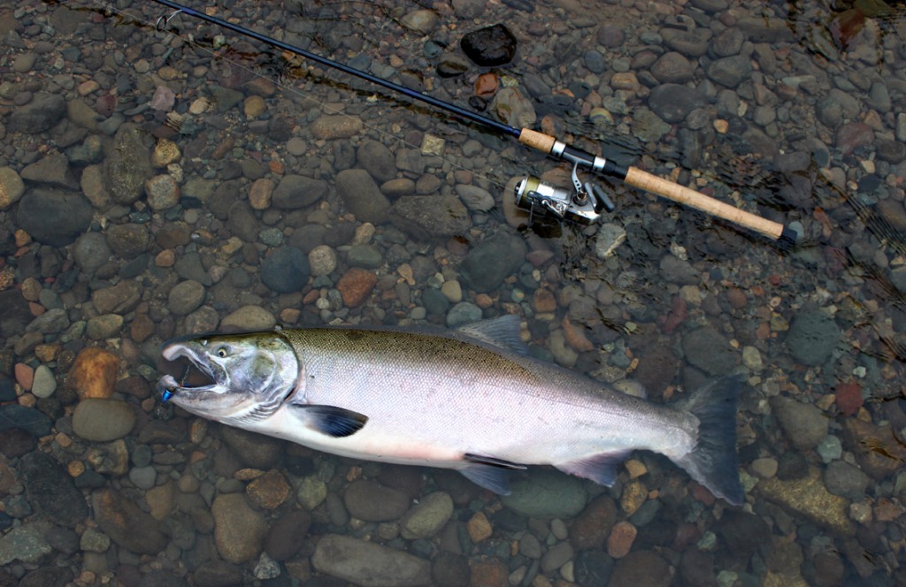 2017_MushroomCoho_02.jpg