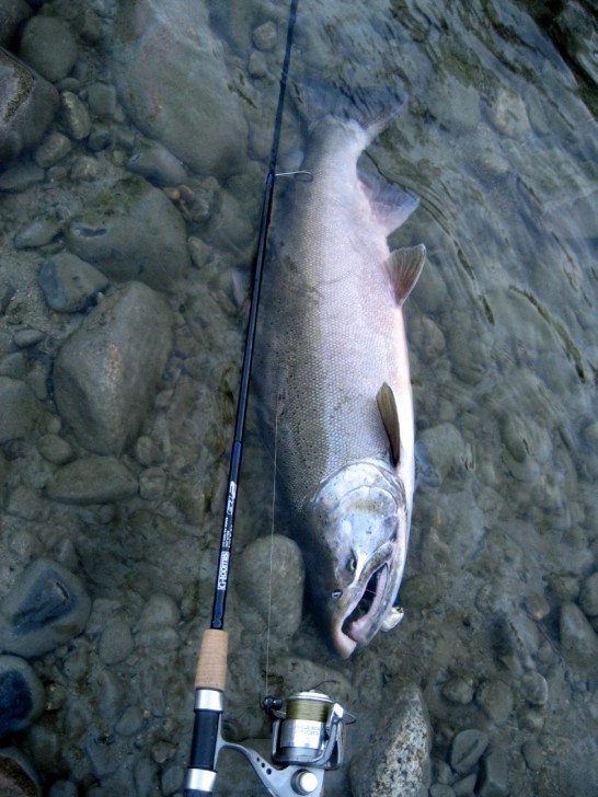 2017_MushroomCoho_07.jpg