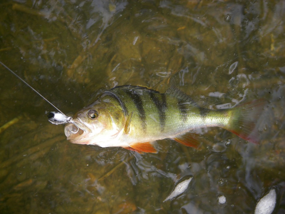 izmama perch.jpg