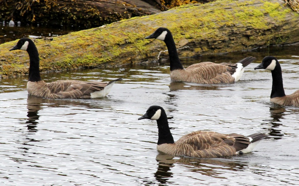 2018-VI-00_Geese.jpg