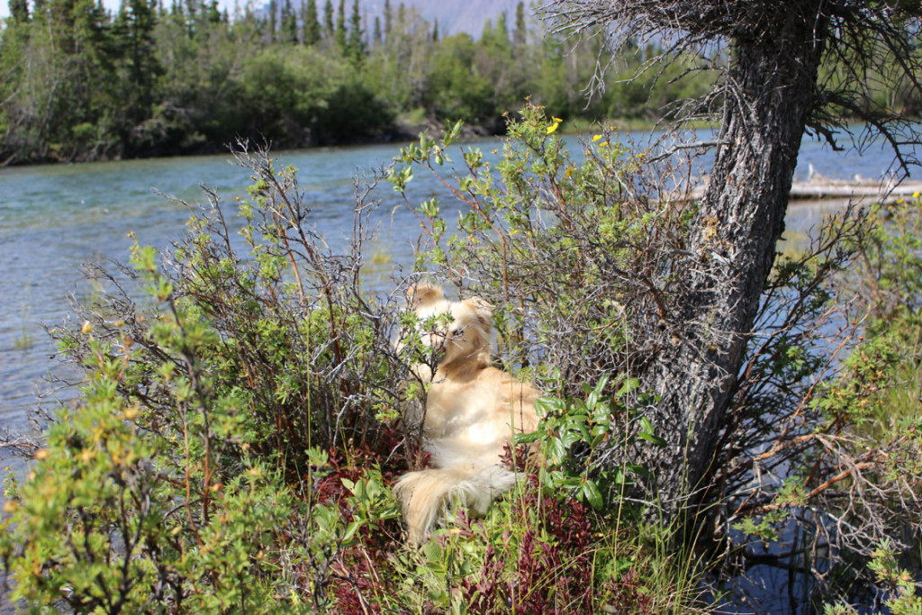 2020_Yukon_57.jpg