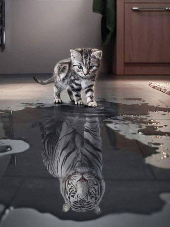 Tiger_Cat.jpg