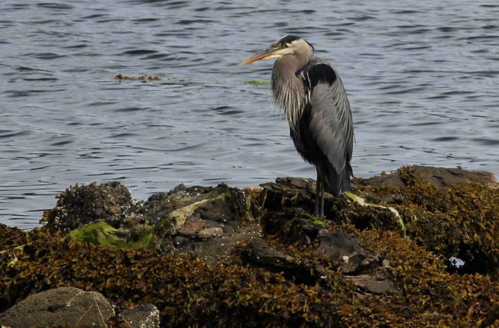 2018-VI-00-Heron.jpg