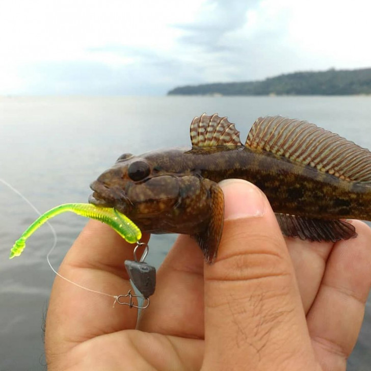 Rock Goby on Tetra Works Pipin.jpg