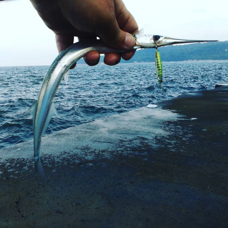 Garfish caught on a metal jig.jpg