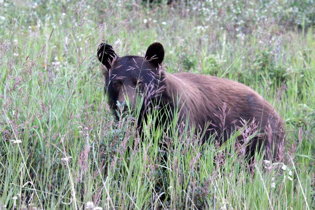 2020_Yukon_04.jpg