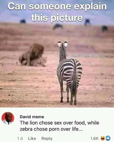 zebra.jpg